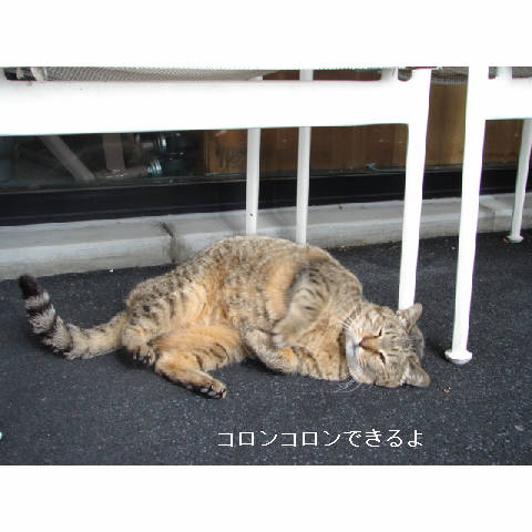 捕獲失敗 ><_d0355333_14053782.jpg