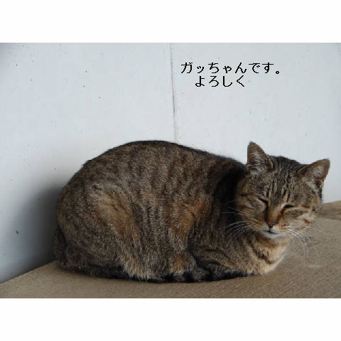 ガッちゃん報告&お願い_d0355333_14053887.jpg