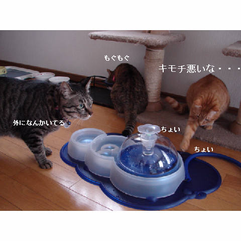 ウォーターファウンテンがやってきた_d0355333_14054493.jpg