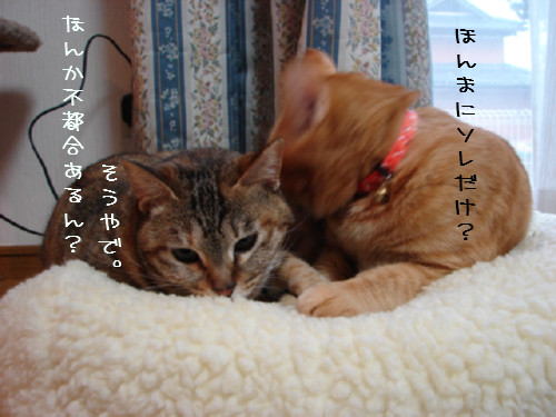三角関係?_d0355333_14054749.jpg