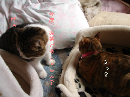 三角関係?_d0355333_14054772.jpg
