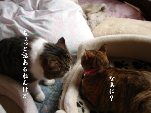 三角関係?_d0355333_14054773.jpg