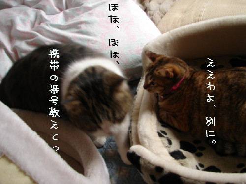 三角関係?_d0355333_14054780.jpg