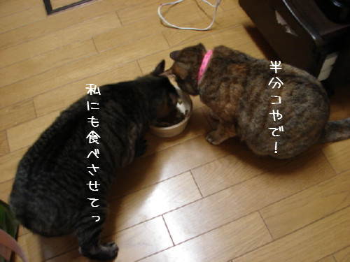 シニア食_d0355333_14055557.jpg