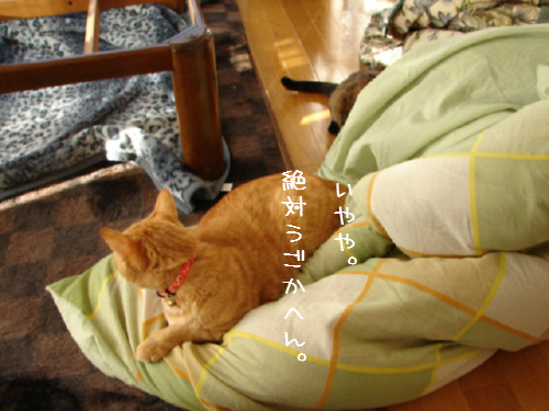 テコでも動かん_d0355333_14060246.jpg