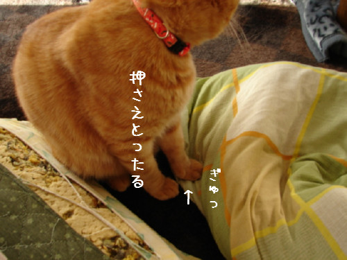 テコでも動かん_d0355333_14060384.jpg