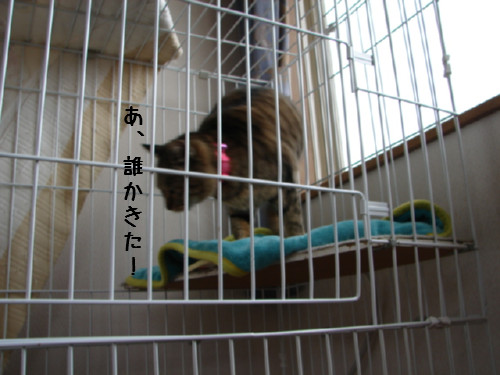 お友達になりたい_d0355333_14060419.jpg