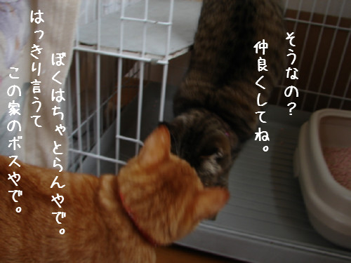お友達になりたい_d0355333_14060509.jpg