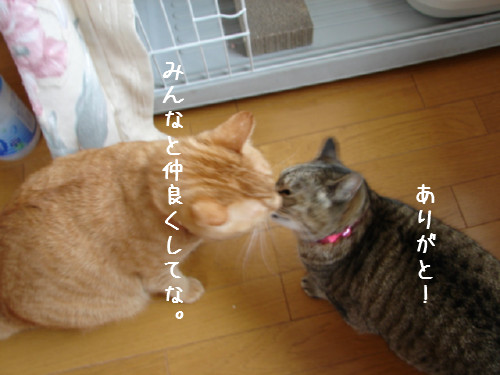 お友達になりたい_d0355333_14060539.jpg