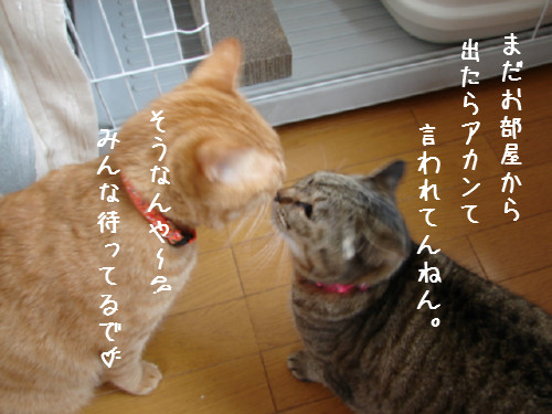 お友達になりたい_d0355333_14060647.jpg