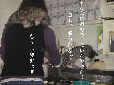 肩のり猫_d0355333_14060712.jpg