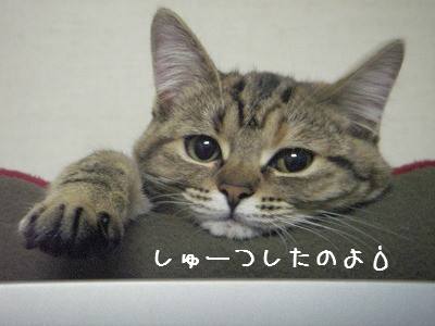 かわいいお友達♪_d0355333_14061079.jpg