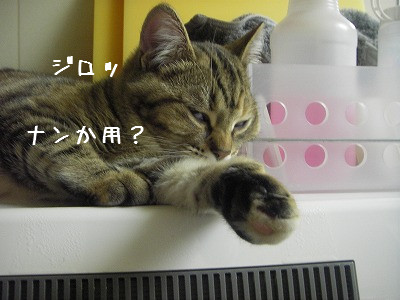 かわいいお友達♪_d0355333_14061184.jpg