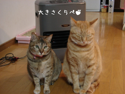 こんなに違うよ_d0355333_14061399.jpg
