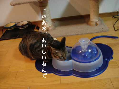 好評、猫噴水_d0355333_14062132.jpg