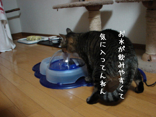 好評、猫噴水_d0355333_14062143.jpg