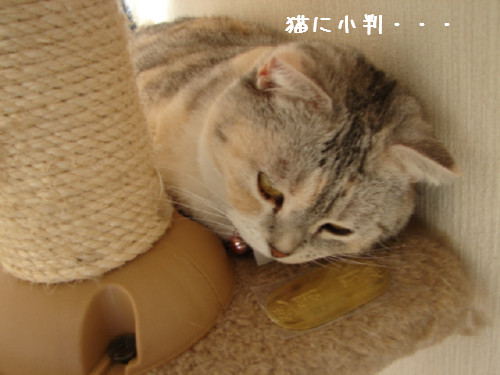 魔法使いマミー_d0355333_14062890.jpg