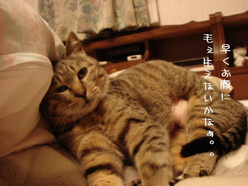 ぺちん!_d0355333_14062893.jpg