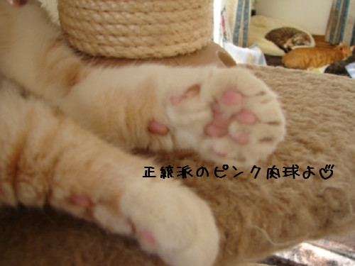 魔法使いマミー_d0355333_14062967.jpg