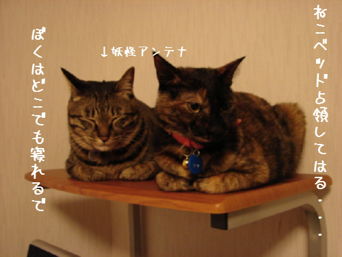 夜11時半すぎ・・・_d0355333_14063075.jpg