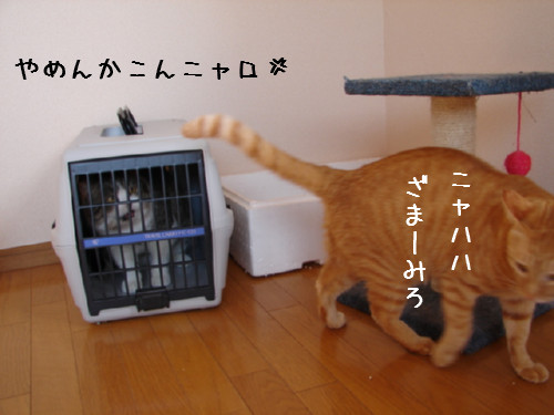 ゆうたのお部屋掃除その1_d0355333_14063317.jpg