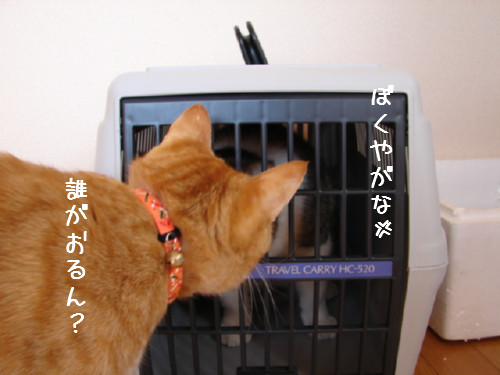 ゆうたのお部屋掃除その1_d0355333_14063361.jpg