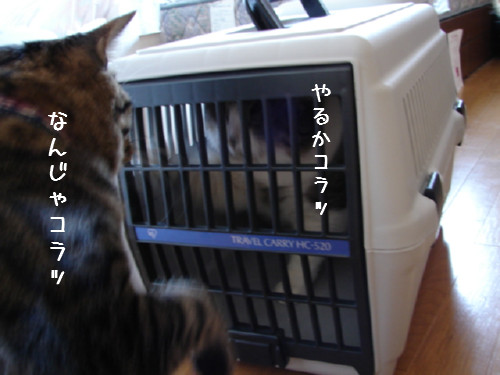 ゆうたのお部屋掃除その4_d0355333_14063742.jpg