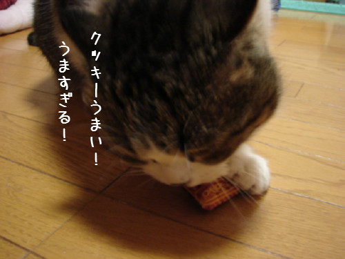 素敵なプレゼントとお客さま_d0355333_14063938.jpg