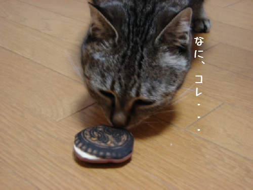 素敵なプレゼントとお客さま_d0355333_14063953.jpg