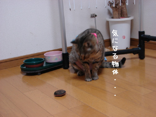 素敵なプレゼントとお客さま_d0355333_14063988.jpg