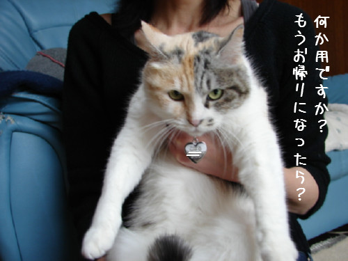 三毛猫こはる正式譲渡へ_d0355333_14064127.jpg