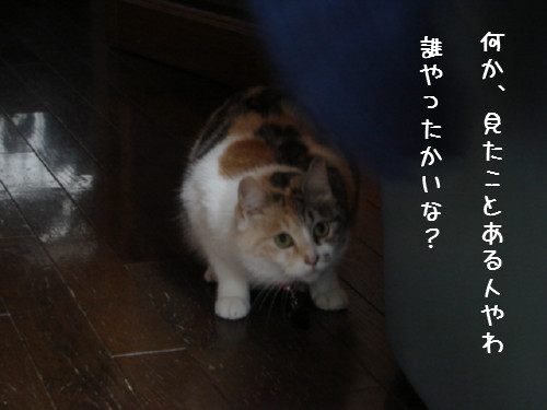 三毛猫こはる正式譲渡へ_d0355333_14064130.jpg