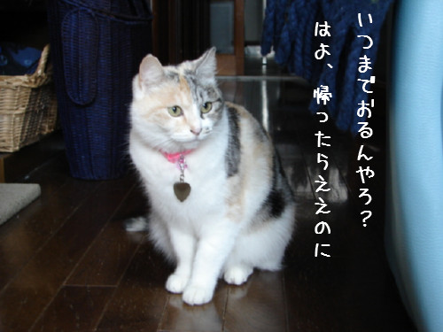 三毛猫こはる正式譲渡へ_d0355333_14064162.jpg