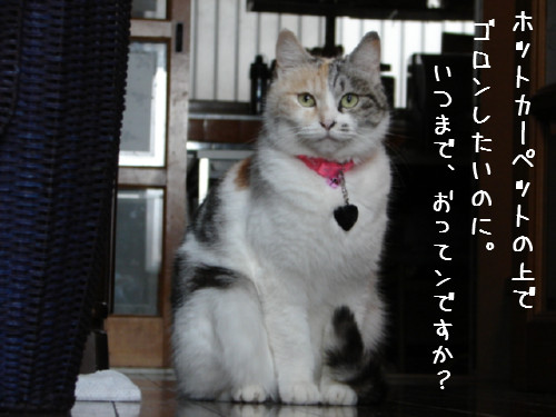 三毛猫こはる正式譲渡へ_d0355333_14064199.jpg
