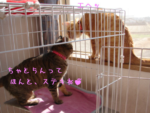 笑子ちゃんの休日_d0355333_14064266.jpg