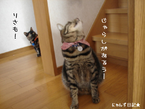 猫じゃらしで遊ぼう_d0355333_14081929.jpg