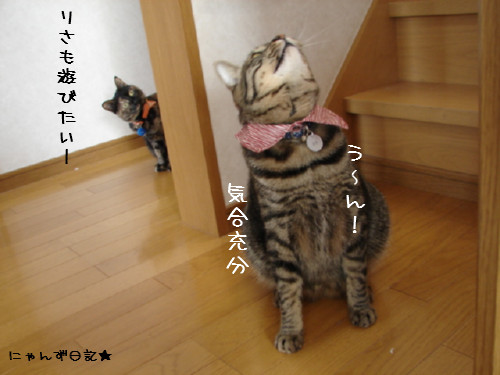 猫じゃらしで遊ぼう_d0355333_14082057.jpg