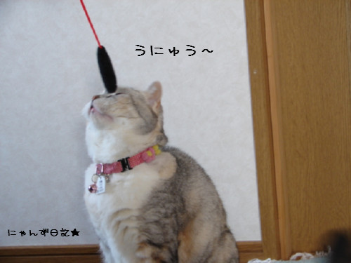 猫じゃらしで遊ぼう_d0355333_14082152.jpg