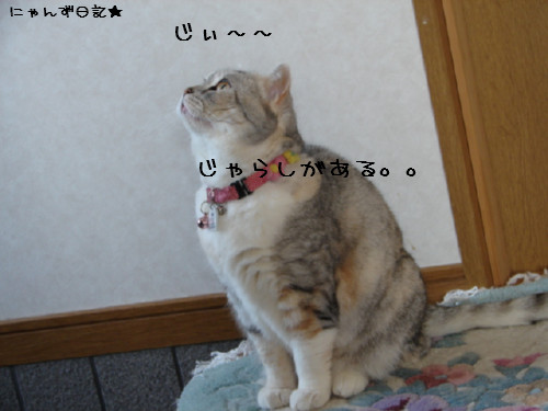 猫じゃらしで遊ぼう_d0355333_14082187.jpg