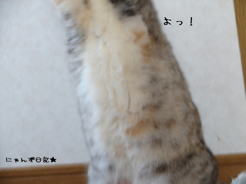 猫じゃらしで遊ぼう_d0355333_14082212.jpg