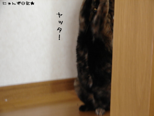 猫じゃらしで遊ぼう_d0355333_14082370.jpg