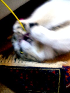 ひえ~化け猫!_d0355333_14082413.jpg