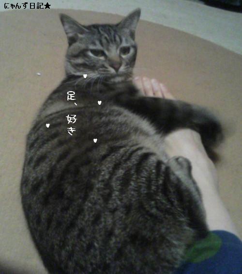 とらちゃん慣れたよ♪_d0355333_14082470.jpg