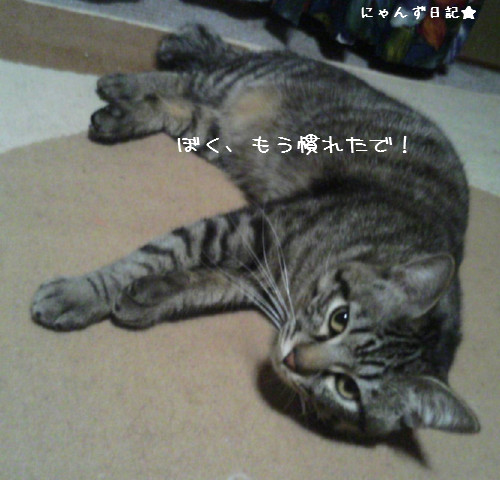 とらちゃん慣れたよ♪_d0355333_14082481.jpg