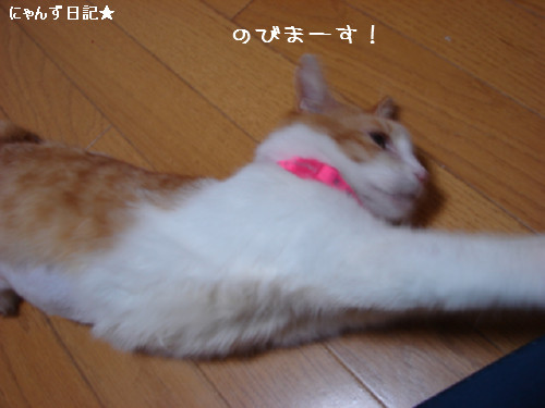 おトイレ覚えたよ!_d0355333_14083460.jpg