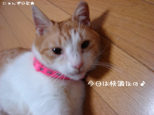 おトイレ覚えたよ!_d0355333_14083570.jpg