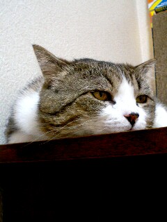 歯ア食いしばれ!_d0355333_14083829.jpg