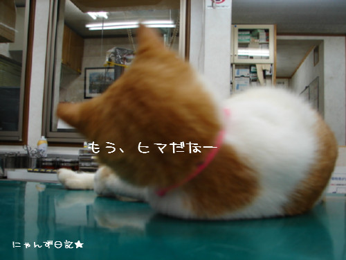 りりちゃん病院2日目_d0355333_14084136.jpg