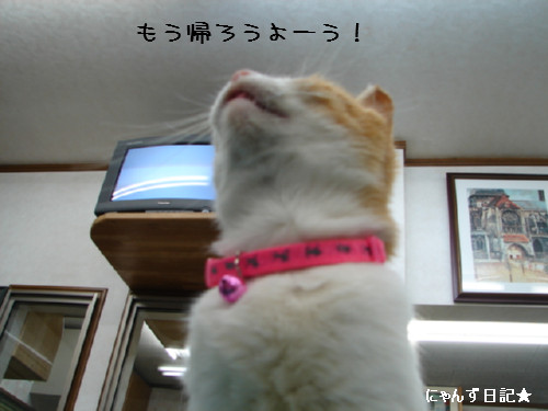 りりちゃん病院2日目_d0355333_14084178.jpg