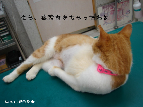 りりちゃん病院2日目_d0355333_14084185.jpg
